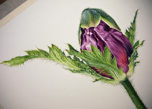 Purple Flower by Eunike Nugroho